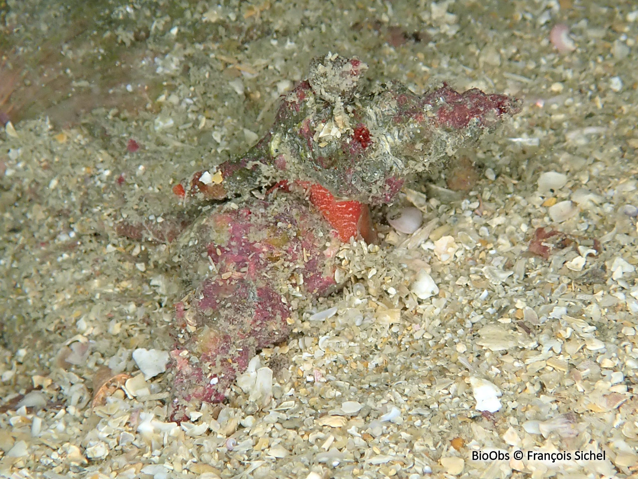 Fuseau de tarente - Pseudofusus rostratus - François Sichel - BioObs