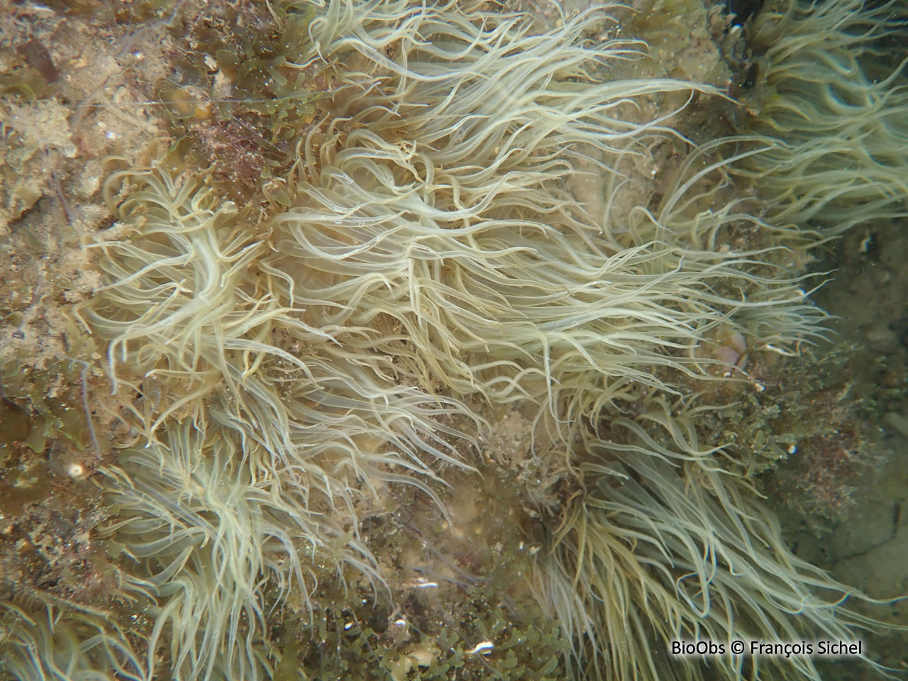 Aiptasie diaphane - Exaiptasia diaphana - François Sichel - BioObs