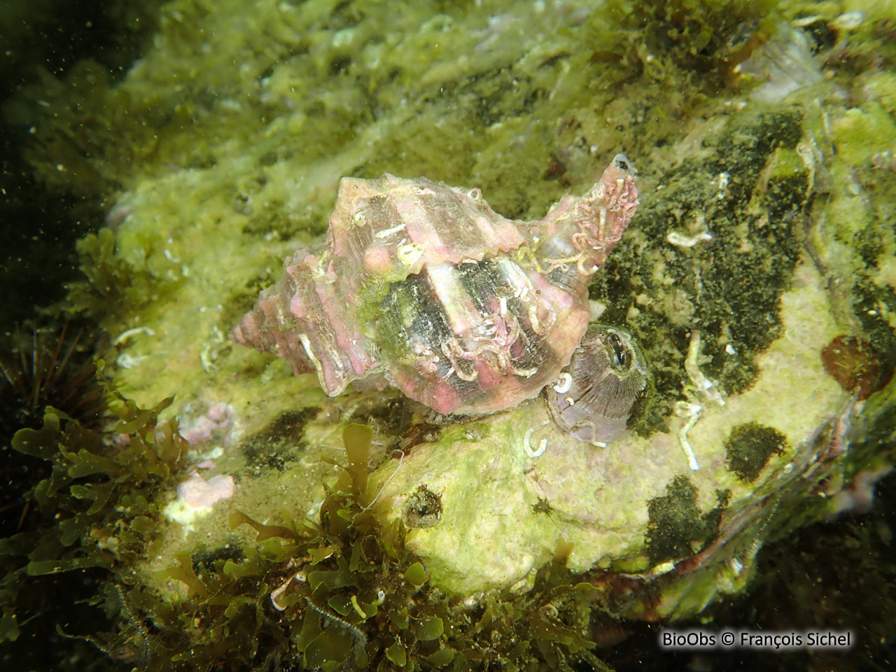 Rocher fascié - Hexaplex trunculus - François Sichel - BioObs