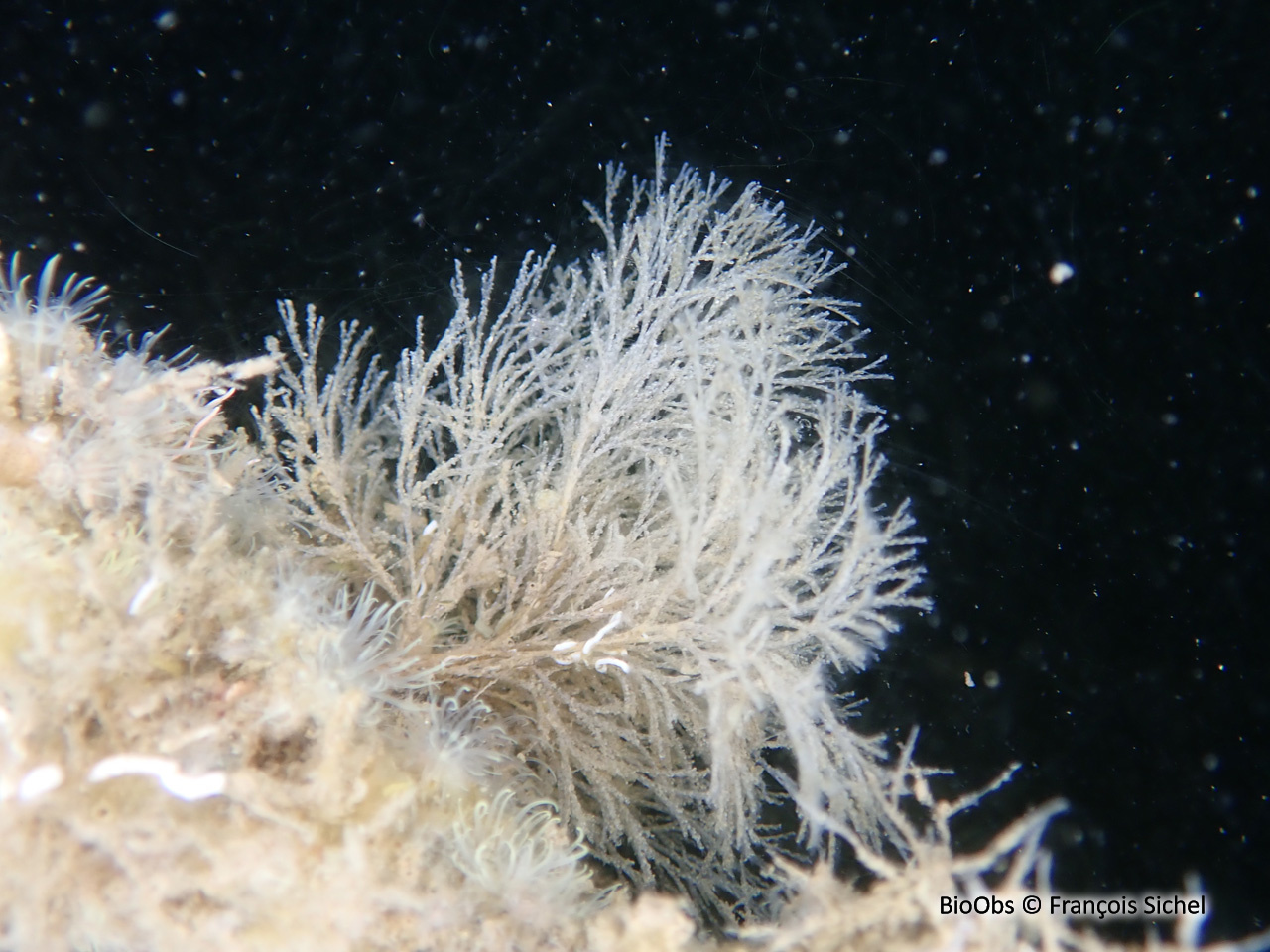 Bugule à stolon - Bugulina stolonifera - François Sichel - BioObs