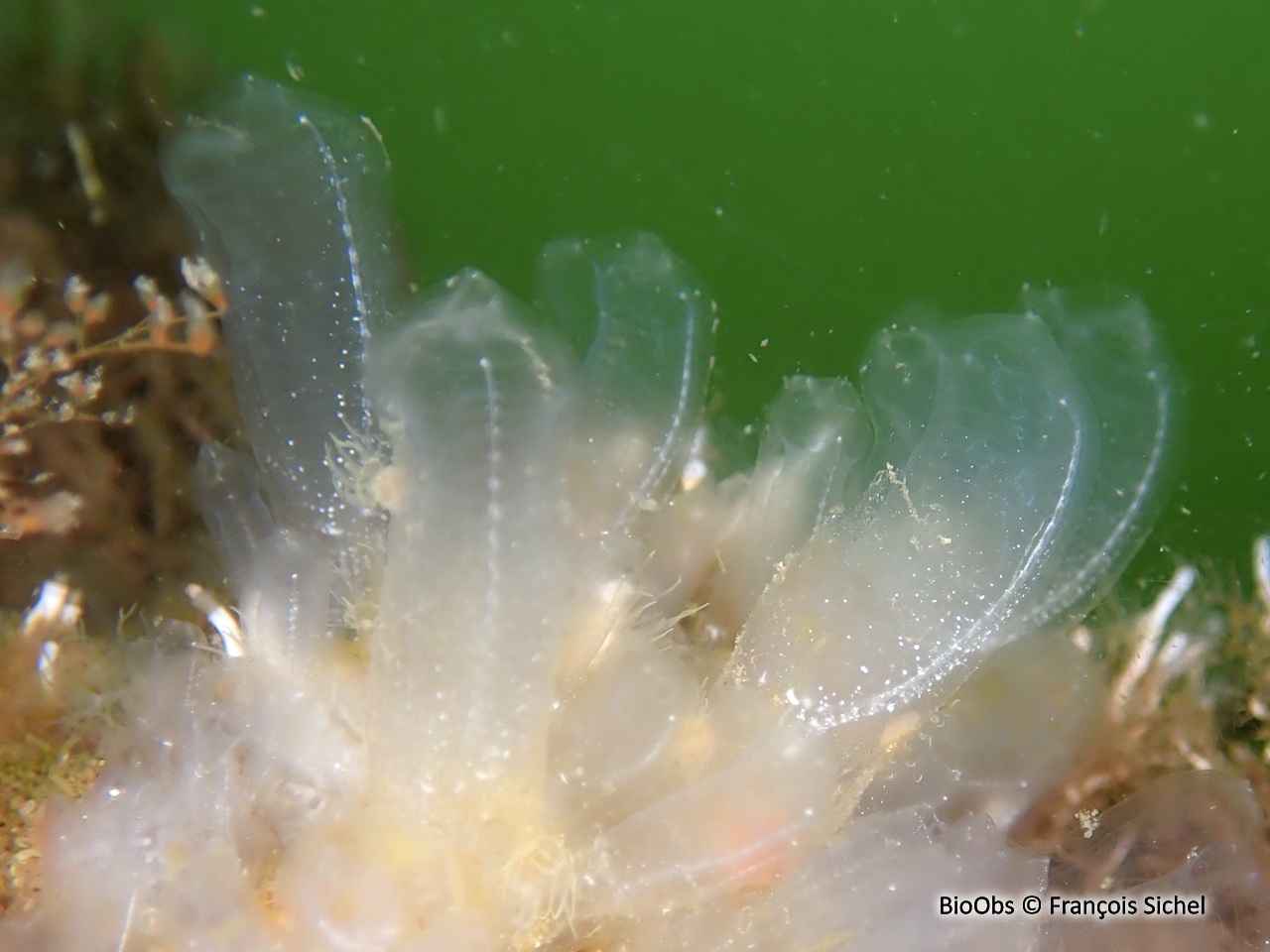 Claveline oblongue - Clavelina oblonga - François Sichel - BioObs