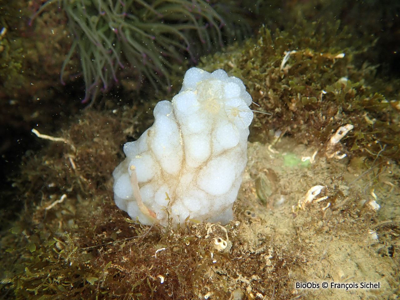 Ascidie blanche - Phallusia mammillata - François Sichel - BioObs
