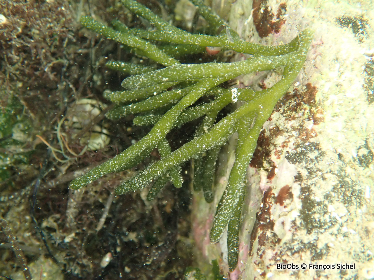 Codium fragile - Codium fragile - François Sichel - BioObs