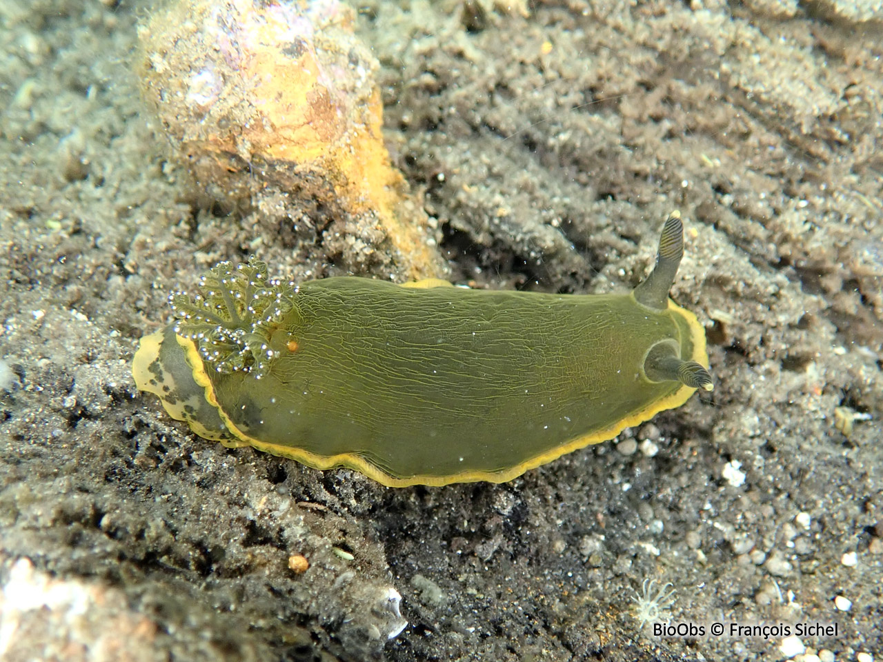 Doris marbrée - Dendrodoris limbata - François Sichel - BioObs