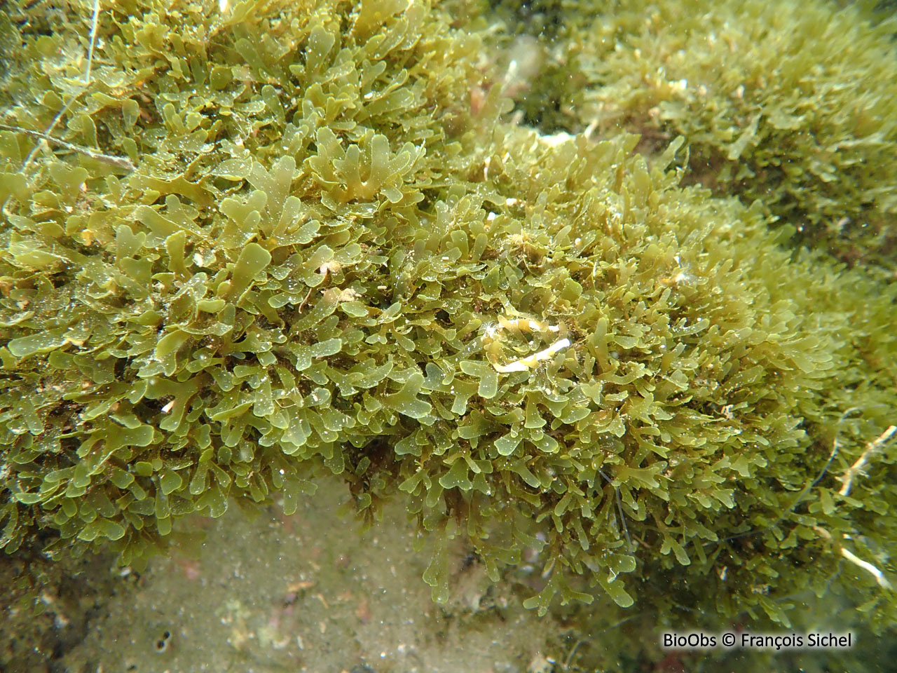 Dictyote d'Okamura - Rugulopteryx okamurae - François Sichel - BioObs