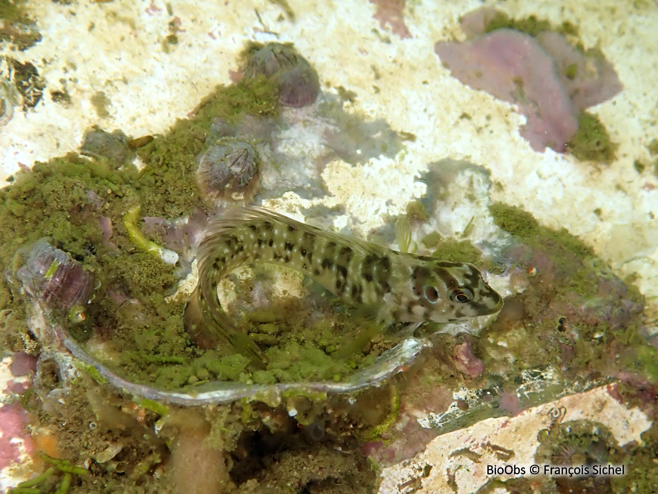 Blennie paon - Salaria pavo - François Sichel - BioObs