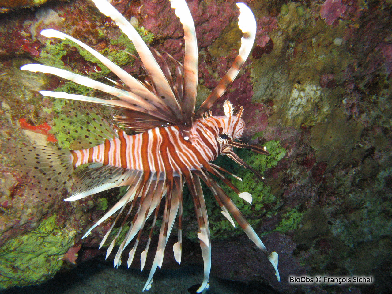 Rascasse volante de l'océan Indien - Pterois miles - François Sichel - BioObs