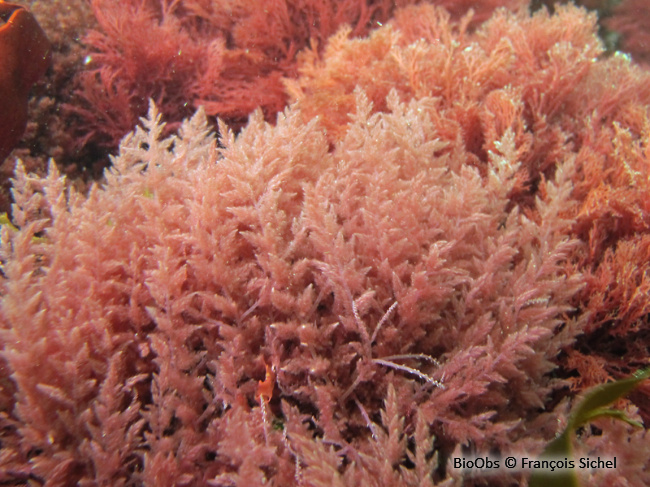 Algue à crochets - Asparagopsis armata - François Sichel - BioObs