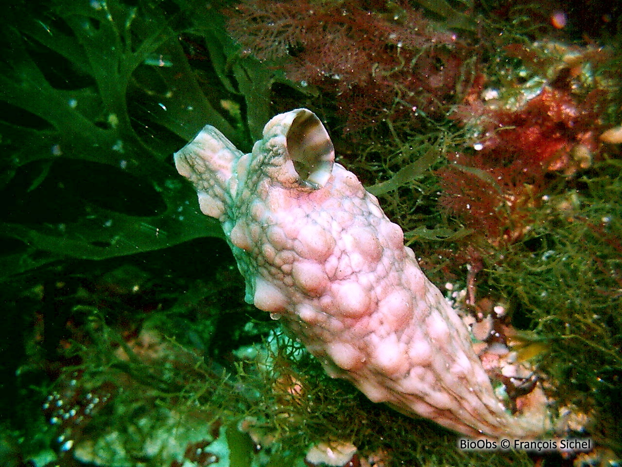 Ascidie japonaise - Styela clava - François Sichel - BioObs