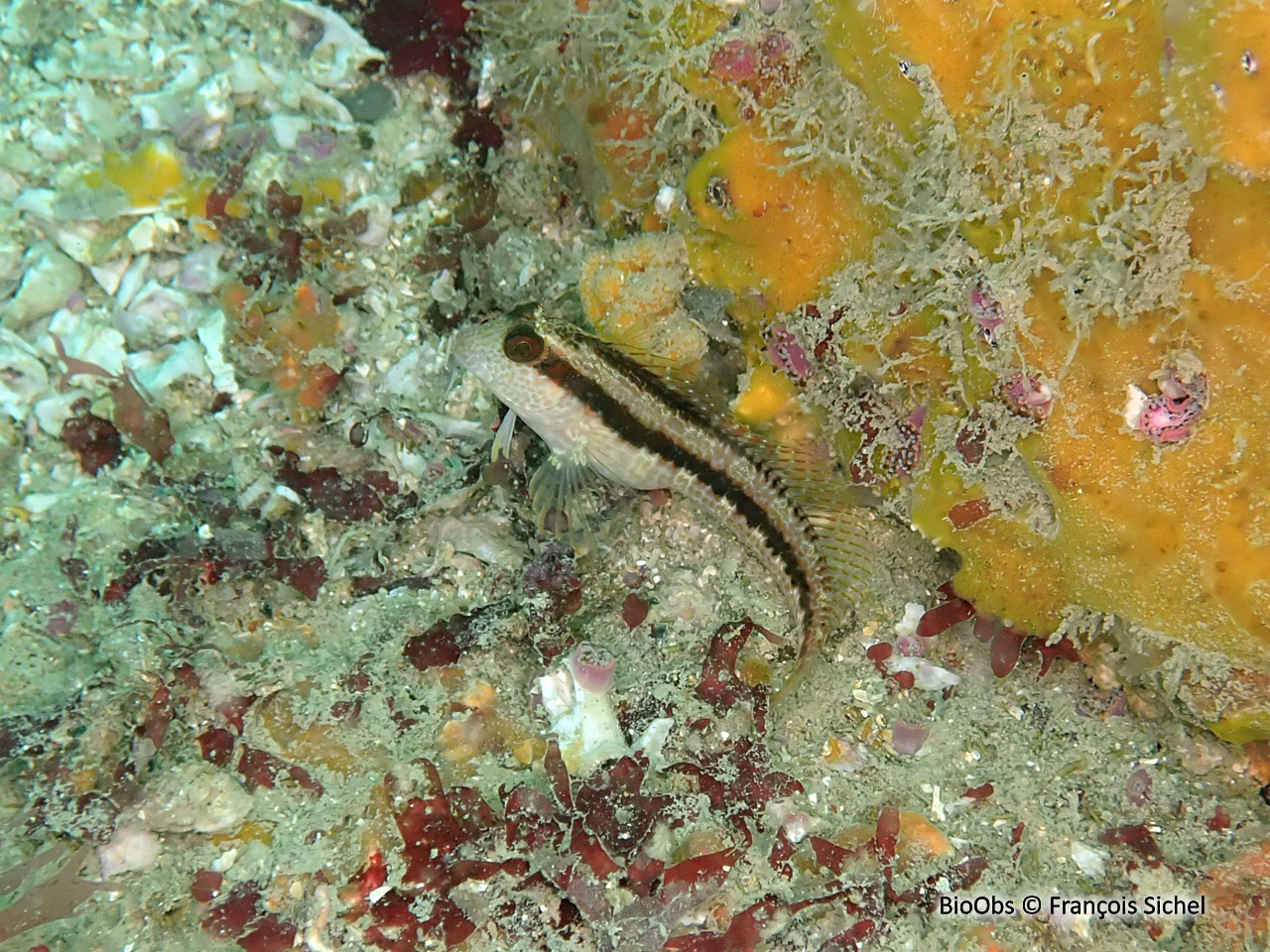Blennie pilicorne - Parablennius pilicornis - François Sichel - BioObs