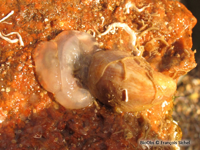 Ascidie cartilagineuse - Corella eumyota - François Sichel - BioObs