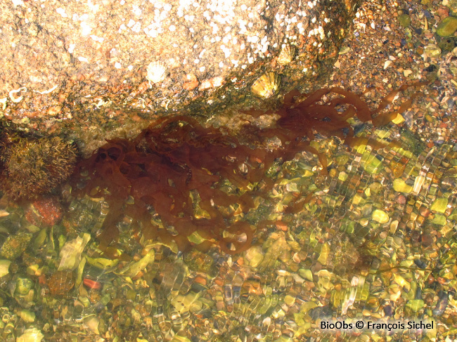 Grateloupe du Pacifique - Grateloupia turuturu - François Sichel - BioObs