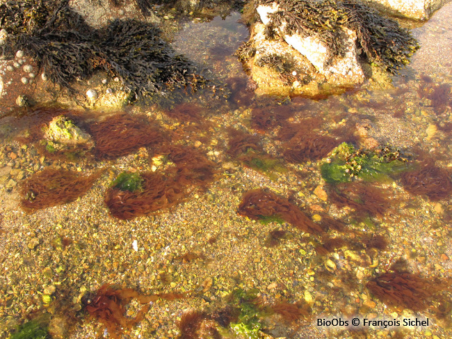 Grateloupe du Pacifique - Grateloupia turuturu - François Sichel - BioObs