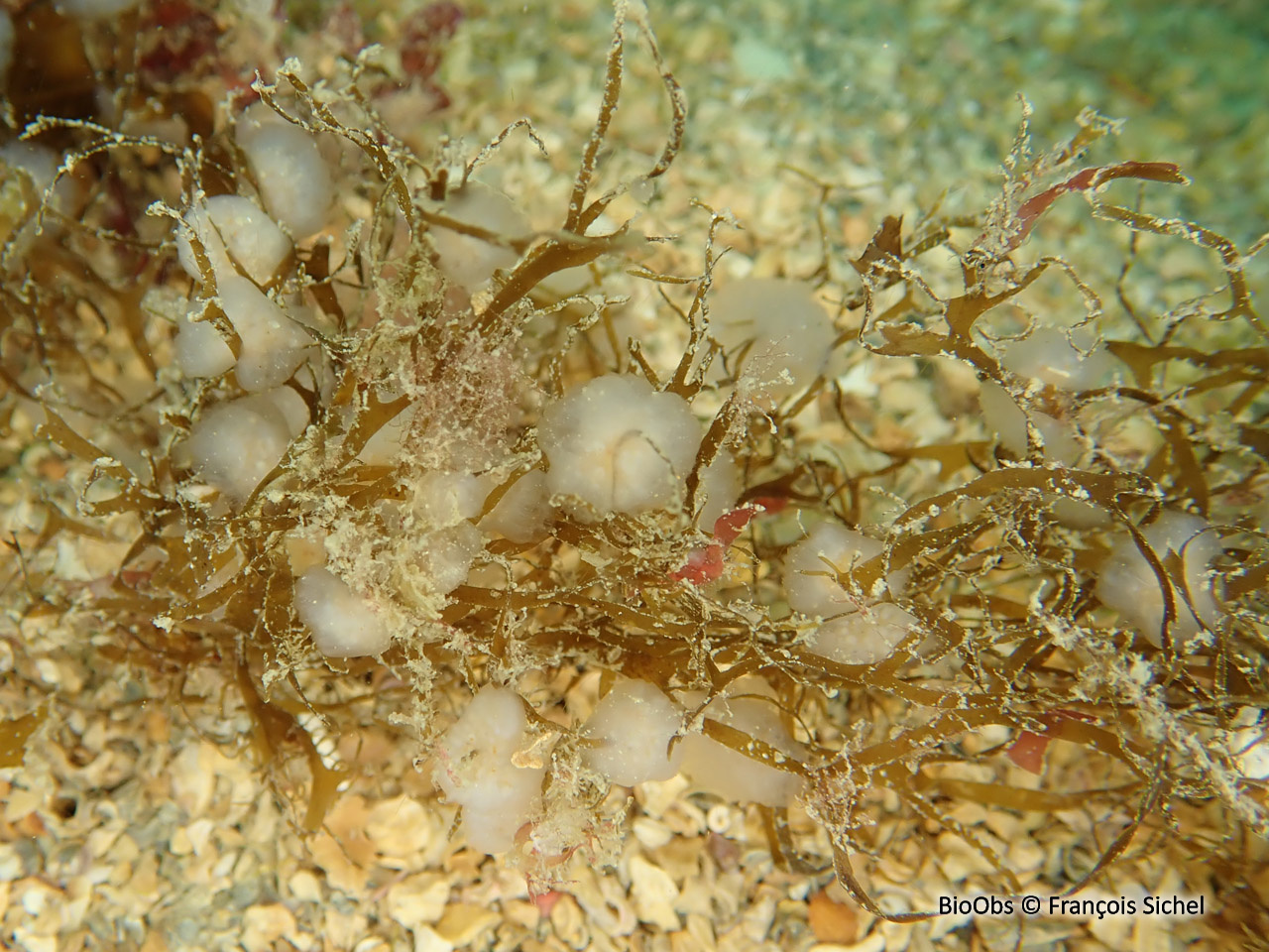 Flocon pédonculé blanc - Aplidium pallidum - François Sichel - BioObs