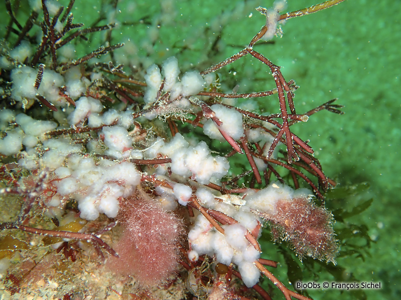 Flocon pédonculé blanc - Aplidium pallidum - François Sichel - BioObs