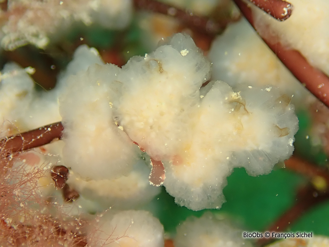Flocon pédonculé blanc - Aplidium pallidum - François Sichel - BioObs