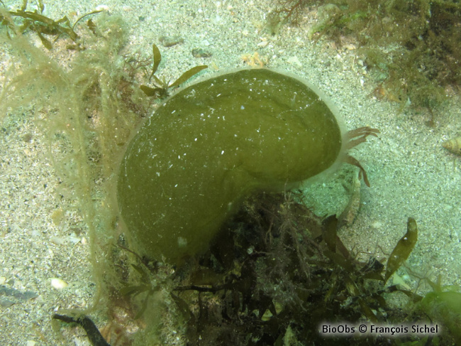 Voleuse d'huître - Colpomenia peregrina - François Sichel - BioObs