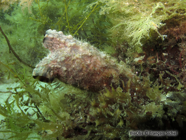 Ascidie japonaise - Styela clava - François Sichel - BioObs