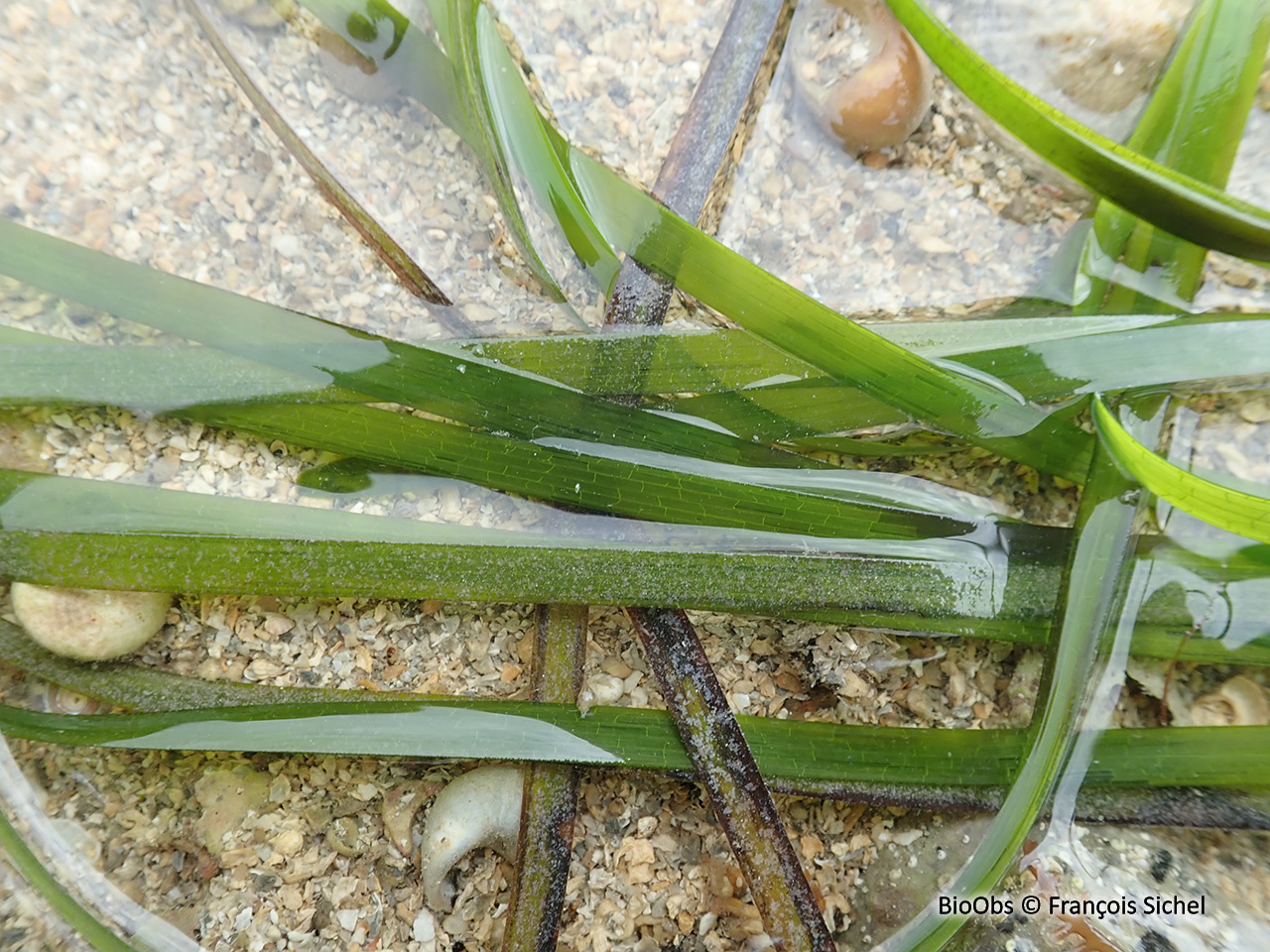 Zostère marine - Zostera (Zostera) marina - François Sichel - BioObs