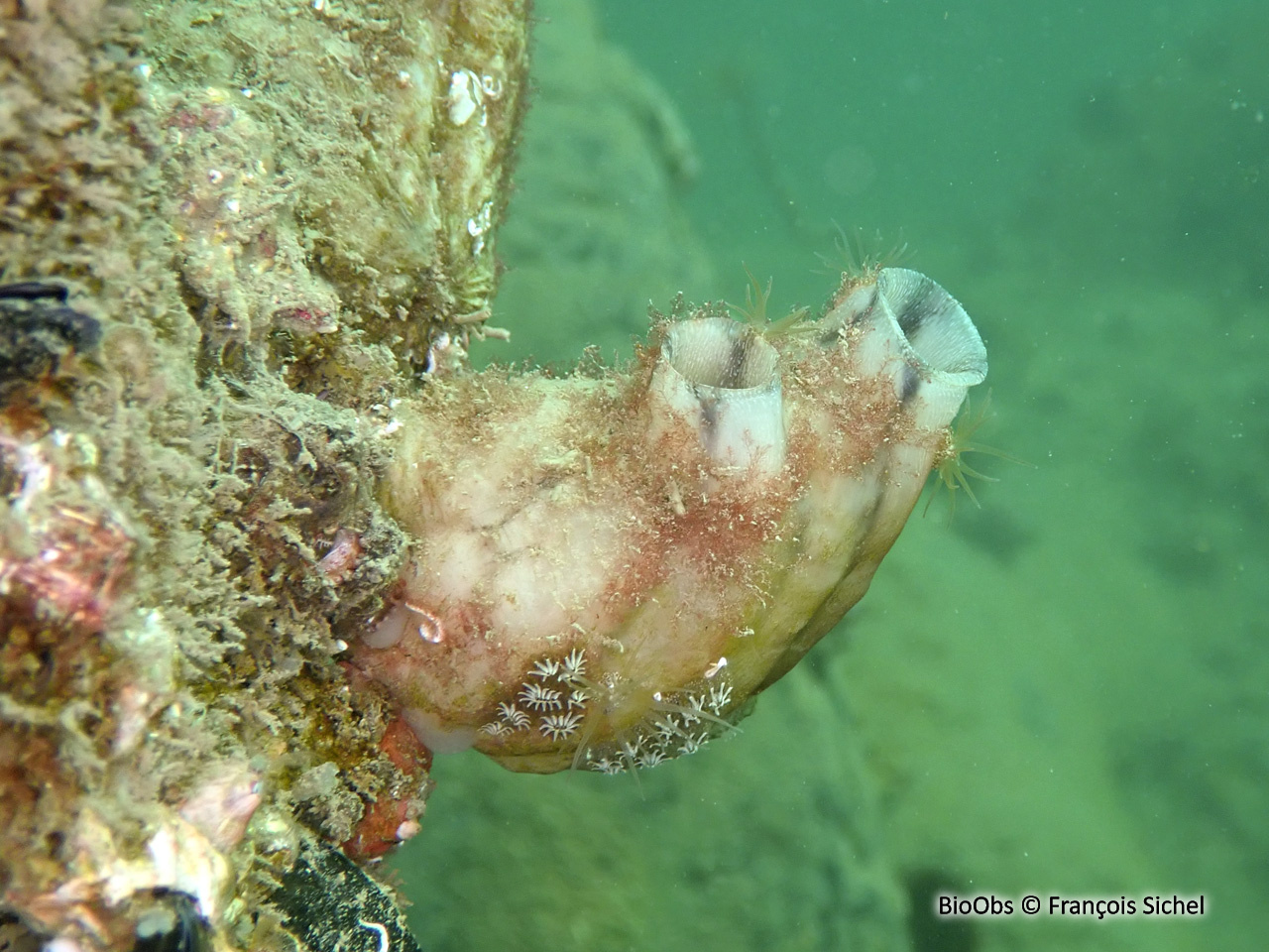 Ascidie plissée - Styela plicata - François Sichel - BioObs