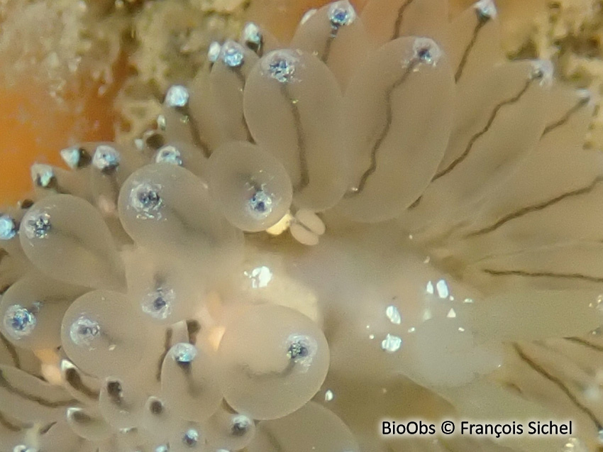 Bunny orange - Doridicola agilis - François Sichel - BioObs