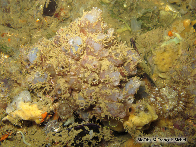 Ascidie sale - Ascidiella aspersa - François Sichel - BioObs