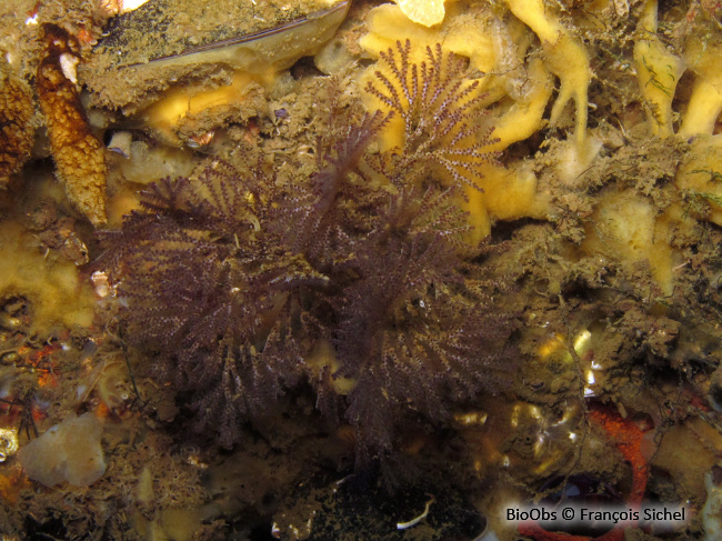 Bugule brune - Bugula neritina - François Sichel - BioObs