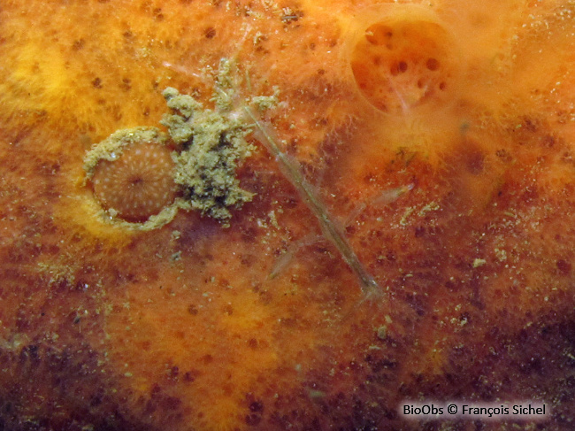 Caprelle japonaise - Caprella mutica - François Sichel - BioObs