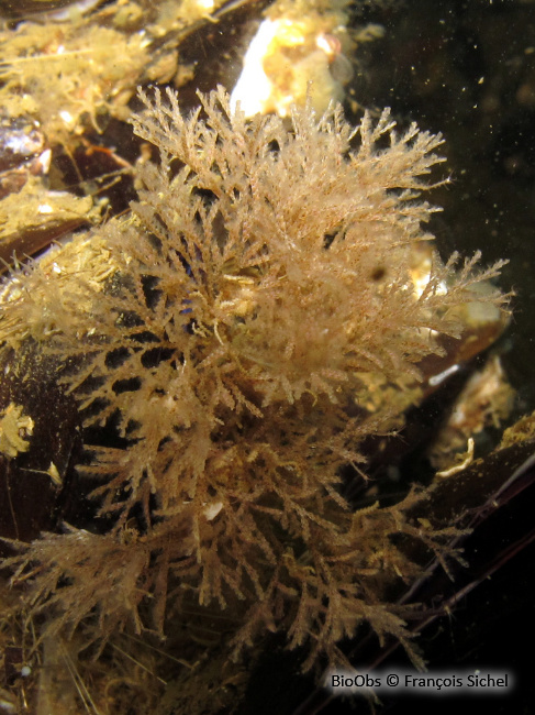Bryozoaire inopiné - Tricellaria inopinata - François Sichel - BioObs