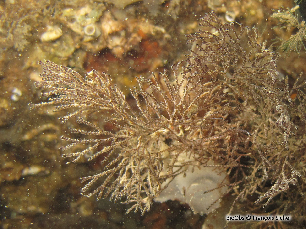 Bugule brune - Bugula neritina - François Sichel - BioObs