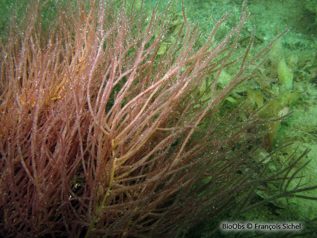 Cordes de Solier - Solieria chordalis - François Sichel - BioObs