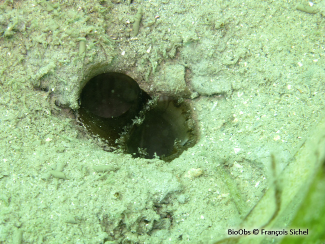 Mye des sables - Mya arenaria - François Sichel - BioObs