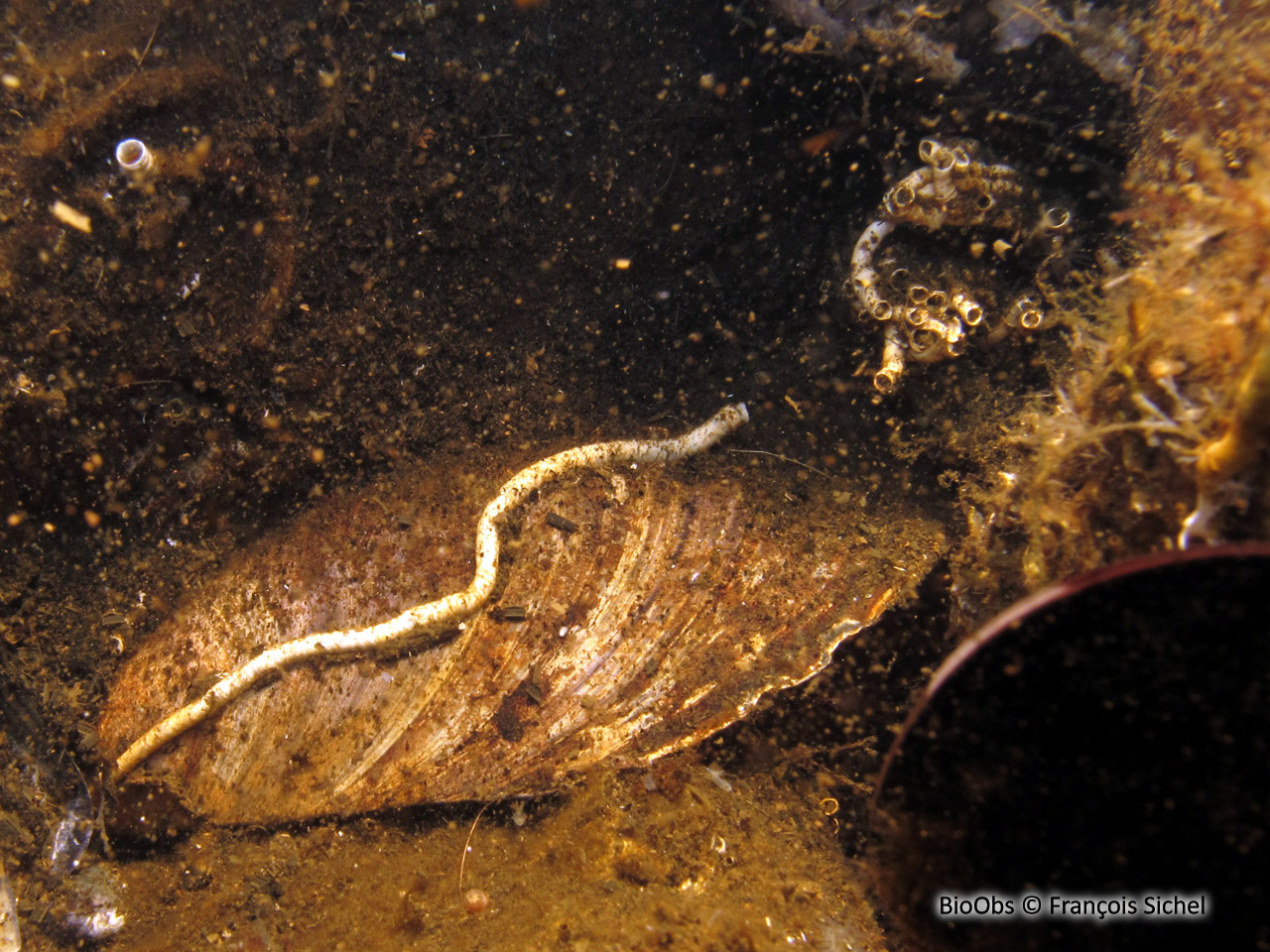 Hydroide d'Ezo - Hydroides ezoensis - François Sichel - BioObs