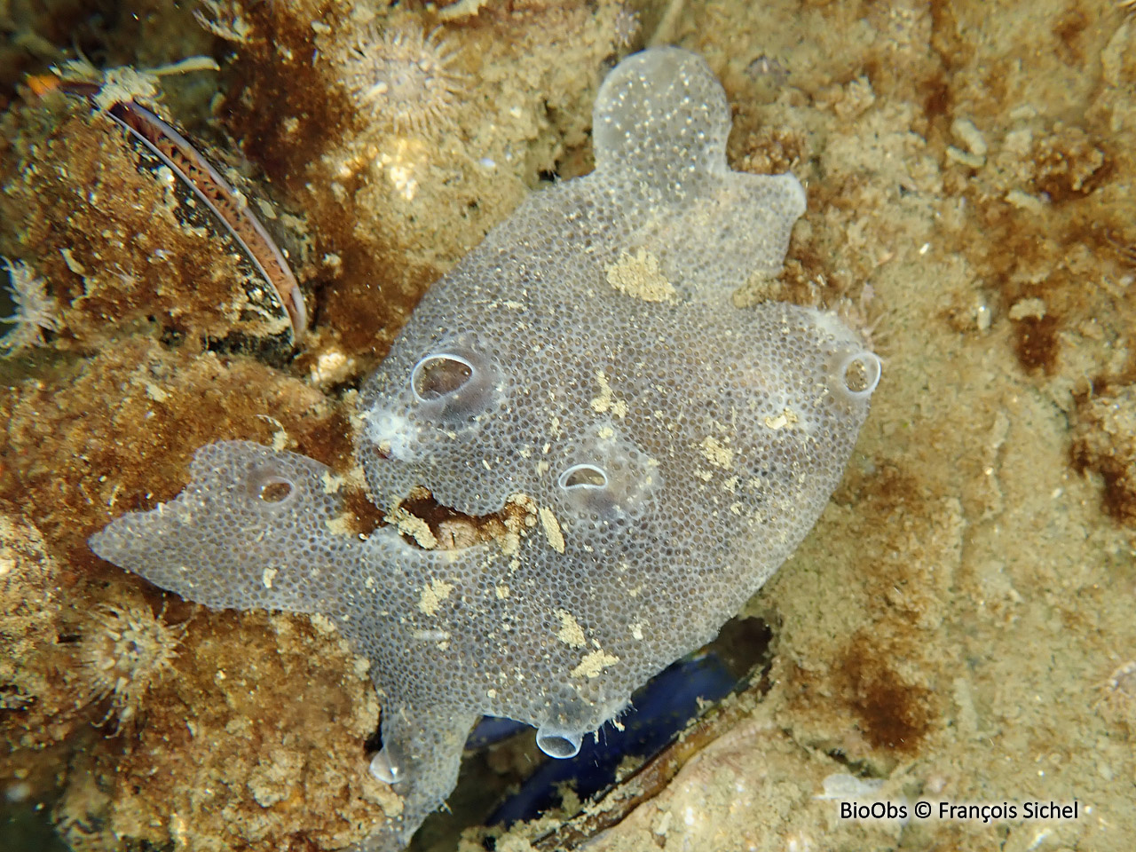 Didemne gélatineux et transparent - Diplosoma listerianum - François Sichel - BioObs