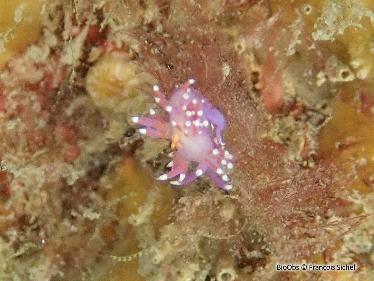 Bunny orange - Doridicola agilis - François Sichel - BioObs