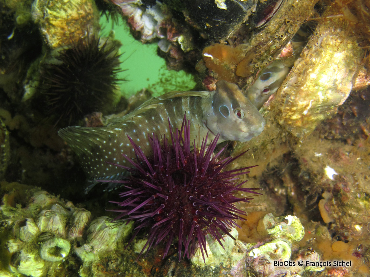 Blennie paon - Salaria pavo - François Sichel - BioObs