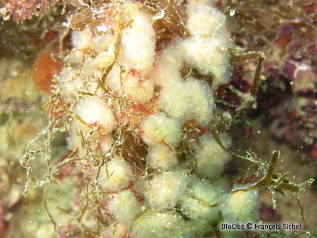 Flocon pédonculé blanc - Aplidium pallidum - François Sichel - BioObs