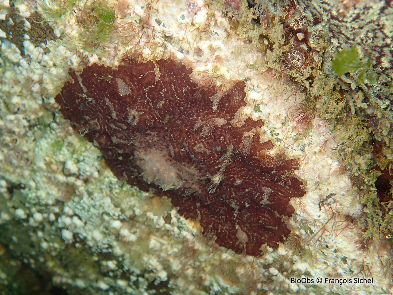 Botrylle violet - Botrylloides violaceus - François Sichel - BioObs
