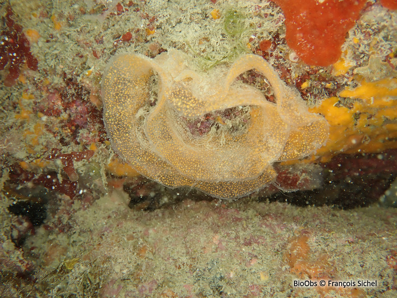 Doris marbrée ponte - Dendrodoris Doris marbrée ponte - Dendrodoris
