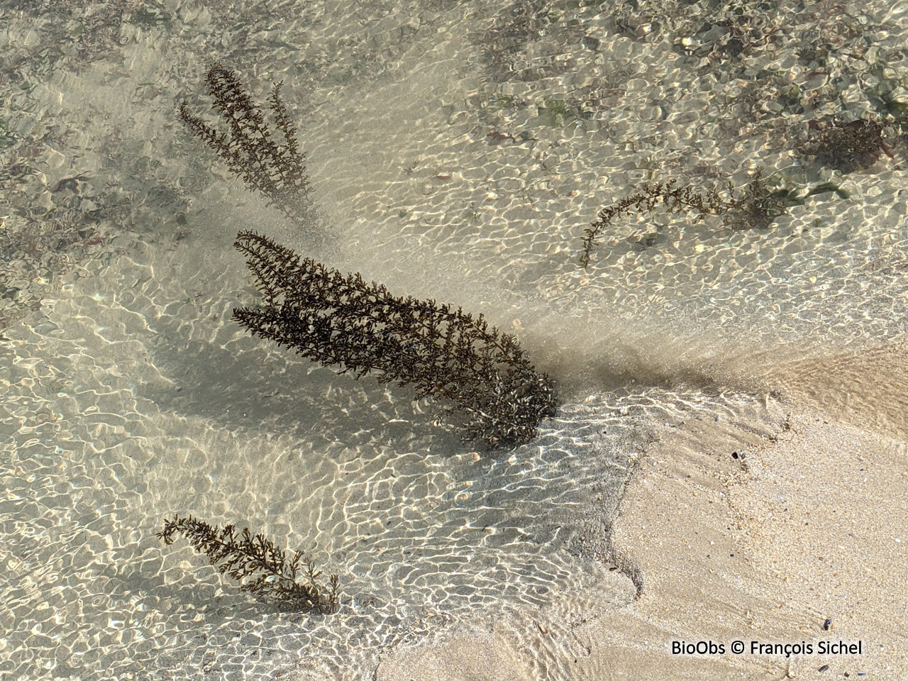 Sargasse japonaise - Sargassum muticum - François Sichel - BioObs
