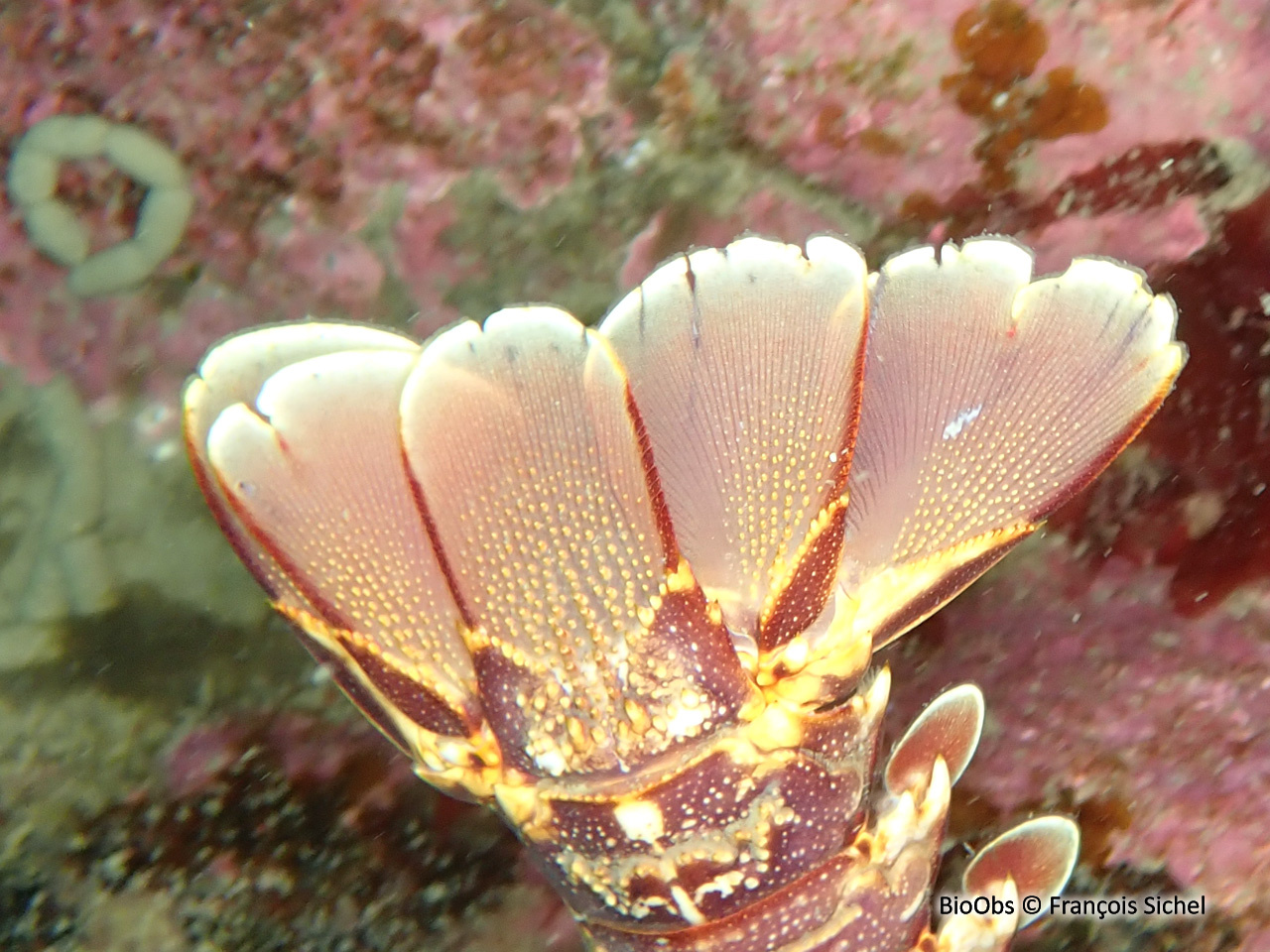 Langouste rouge - Palinurus elephas - François Sichel - BioObs