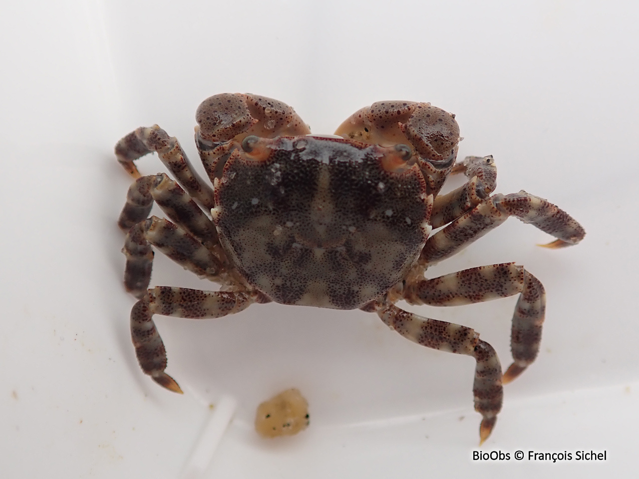 Grapse sanguin - Hemigrapsus sanguineus - François Sichel - BioObs