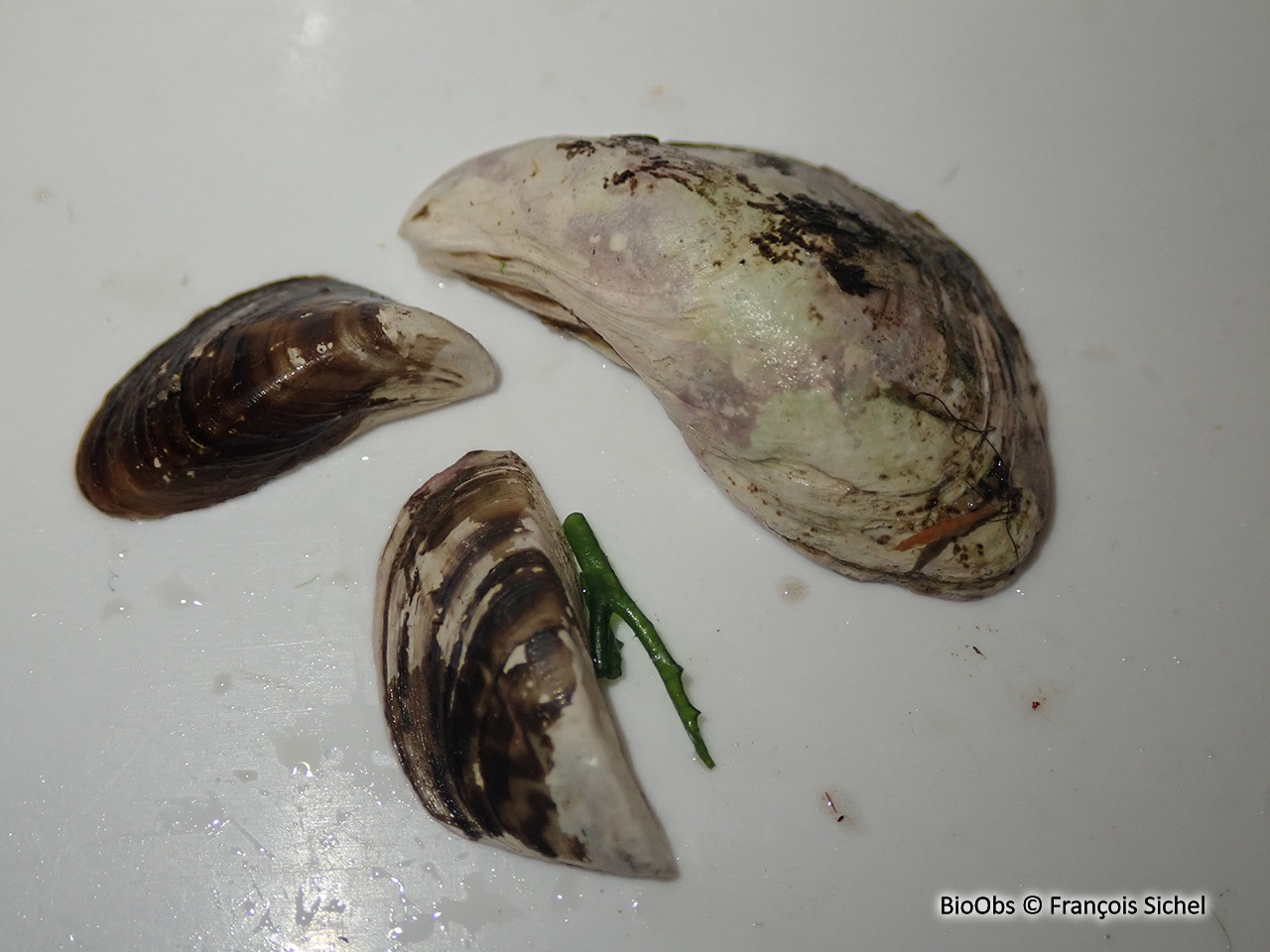 Moule zébrée d'eau douce - Dreissena sp - François Sichel - BioObs