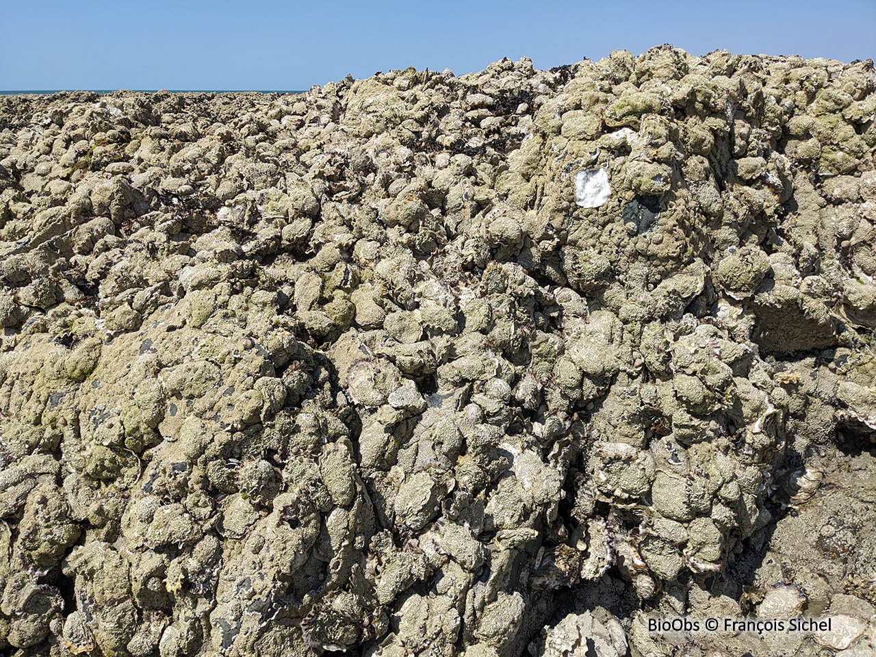 Huitre creuse - Magallana gigas - François Sichel - BioObs