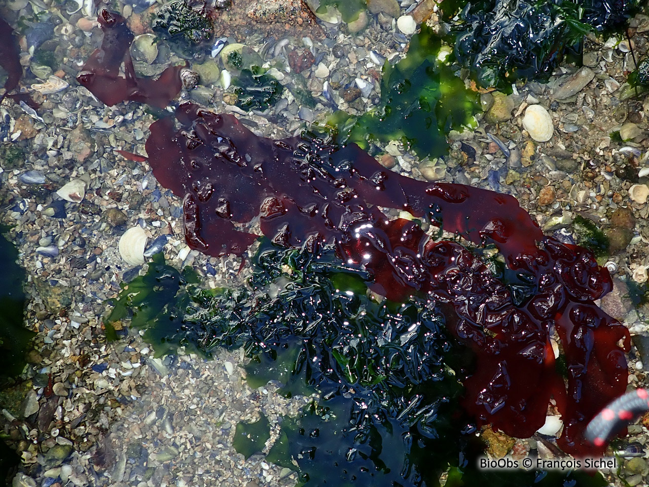 Grateloupe du Pacifique - Grateloupia turuturu - François Sichel - BioObs