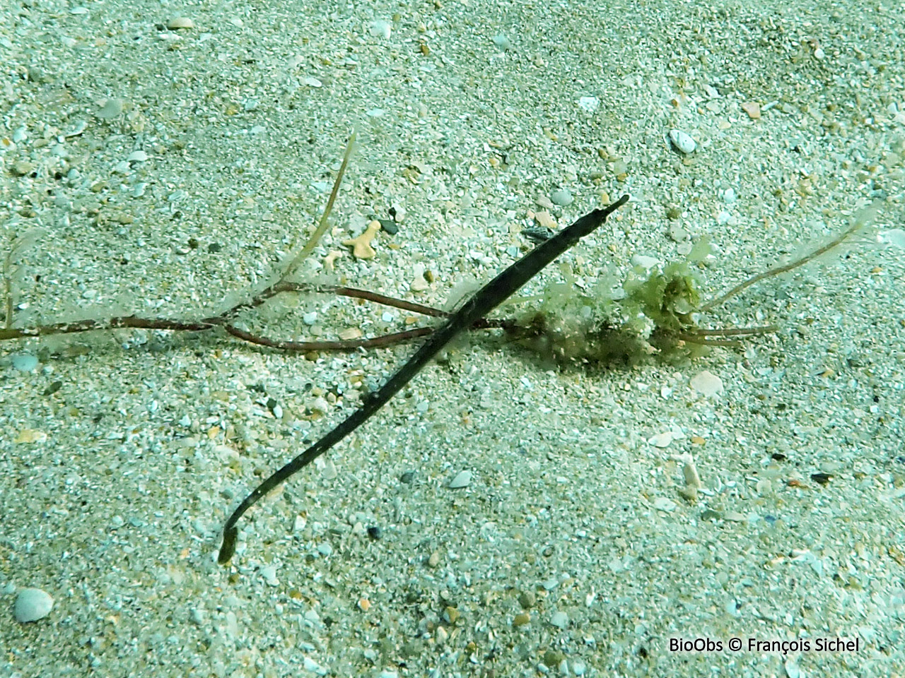 Syngnathe de Duméril - Syngnathus rostellatus - François Sichel - BioObs