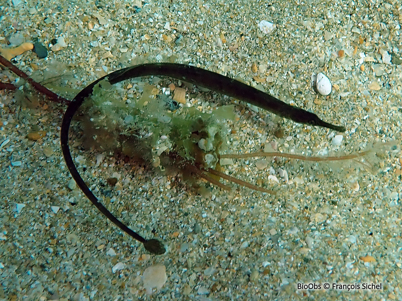 Syngnathe de Duméril - Syngnathus rostellatus - François Sichel - BioObs