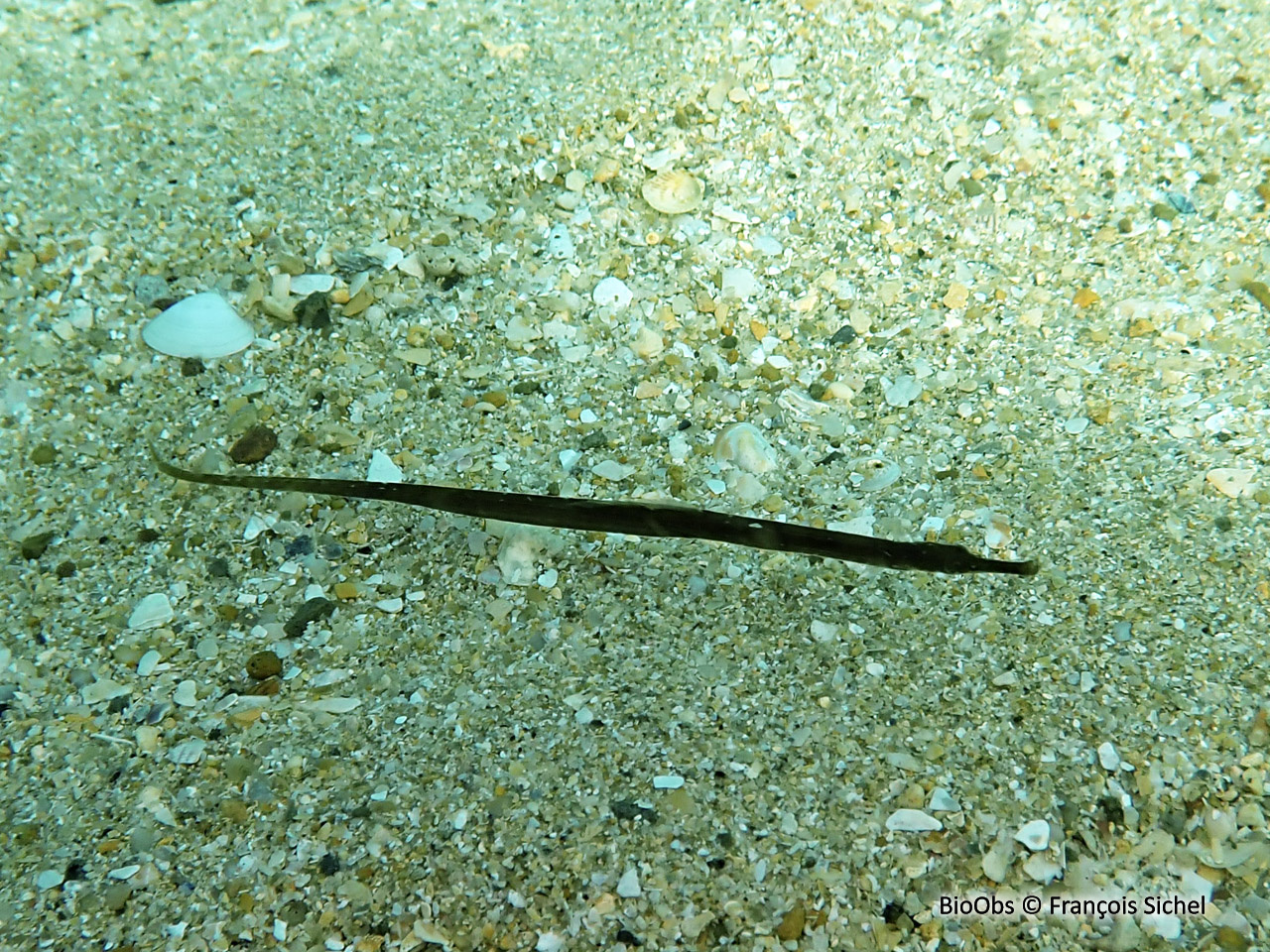 Syngnathe de Duméril - Syngnathus rostellatus - François Sichel - BioObs
