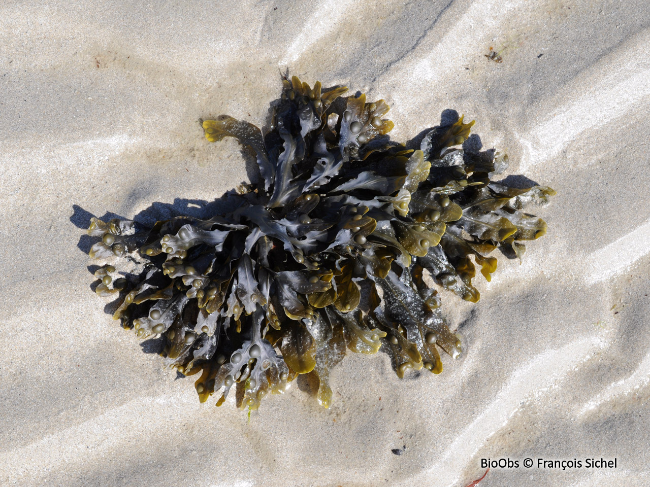 Fucus vésiculeux - Fucus vesiculosus - François Sichel - BioObs