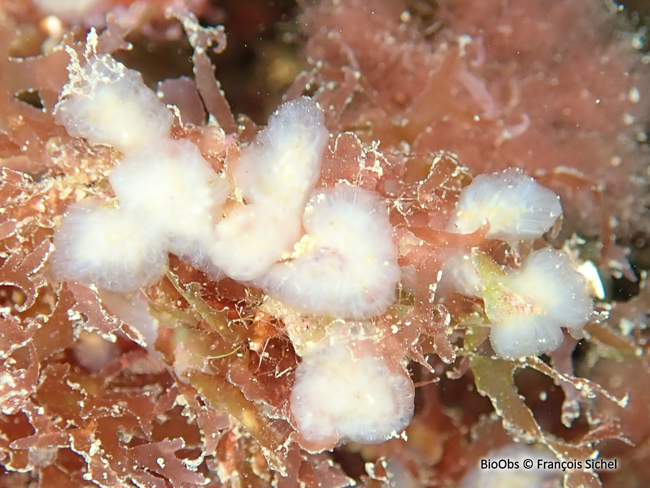 Flocon pédonculé blanc - Aplidium pallidum - François Sichel - BioObs